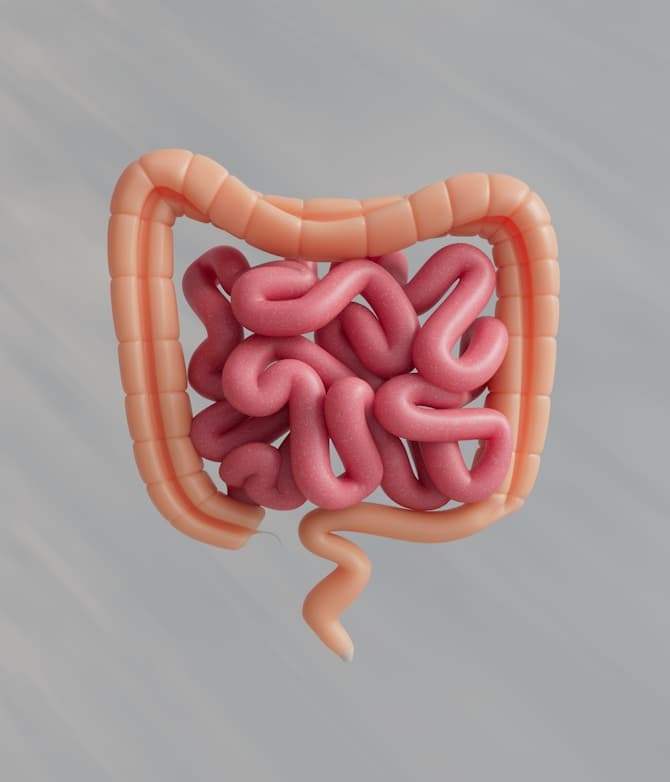 Digestive